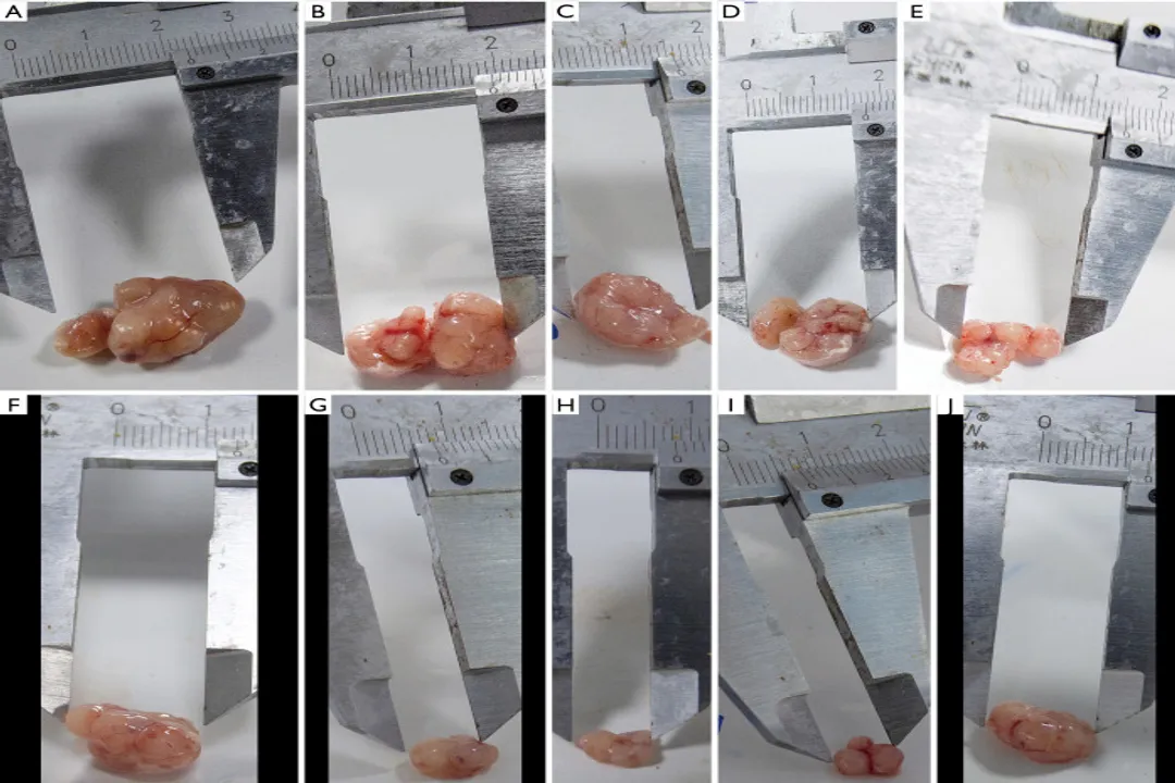 Is Dendrobium good for lungs?, Scientific Activity