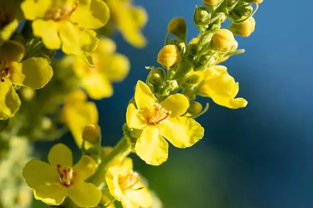 Is Dendrobium good for lungs?