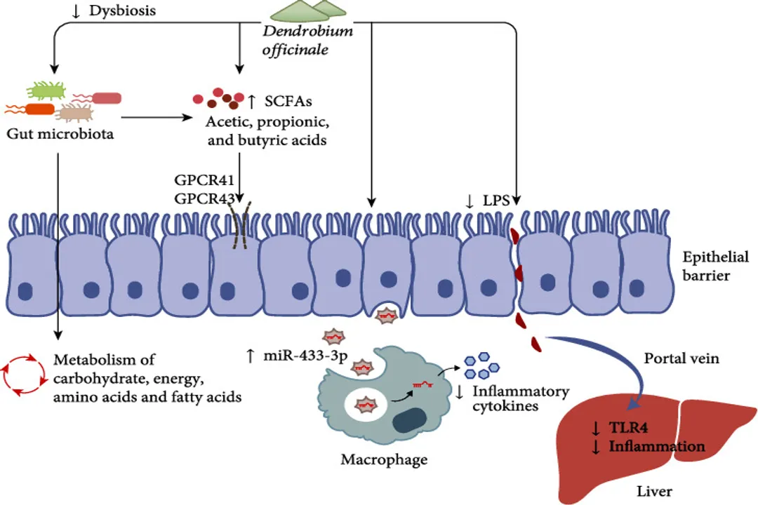 Is Dendrobium good for lungs?, Traditional Uses