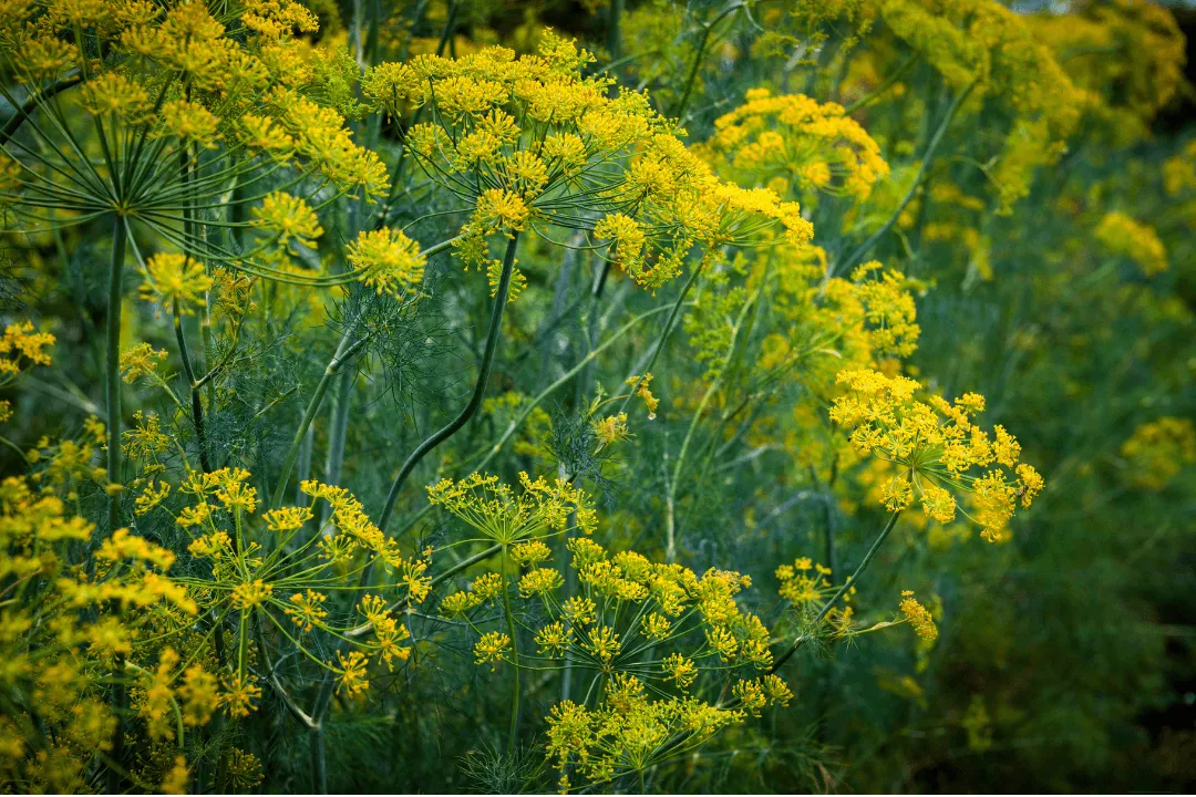 Is dill a natural antibiotic?, Antimicrobial Action