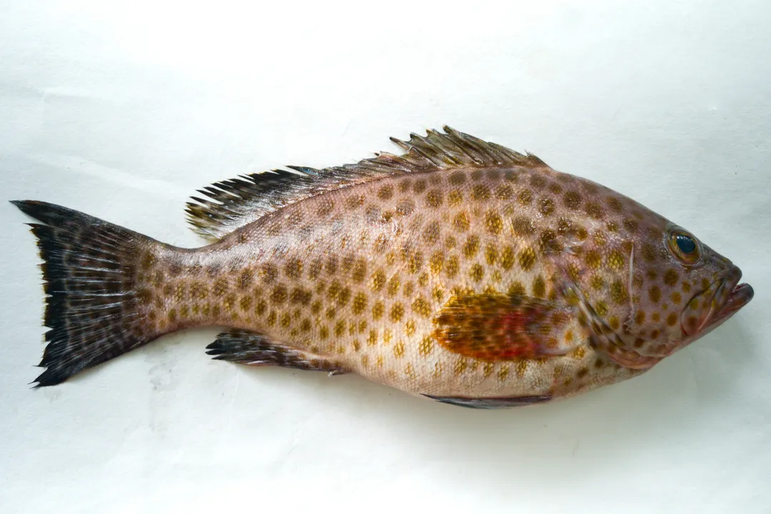 Is grouper a healthy fish to eat?, Core Nutrients