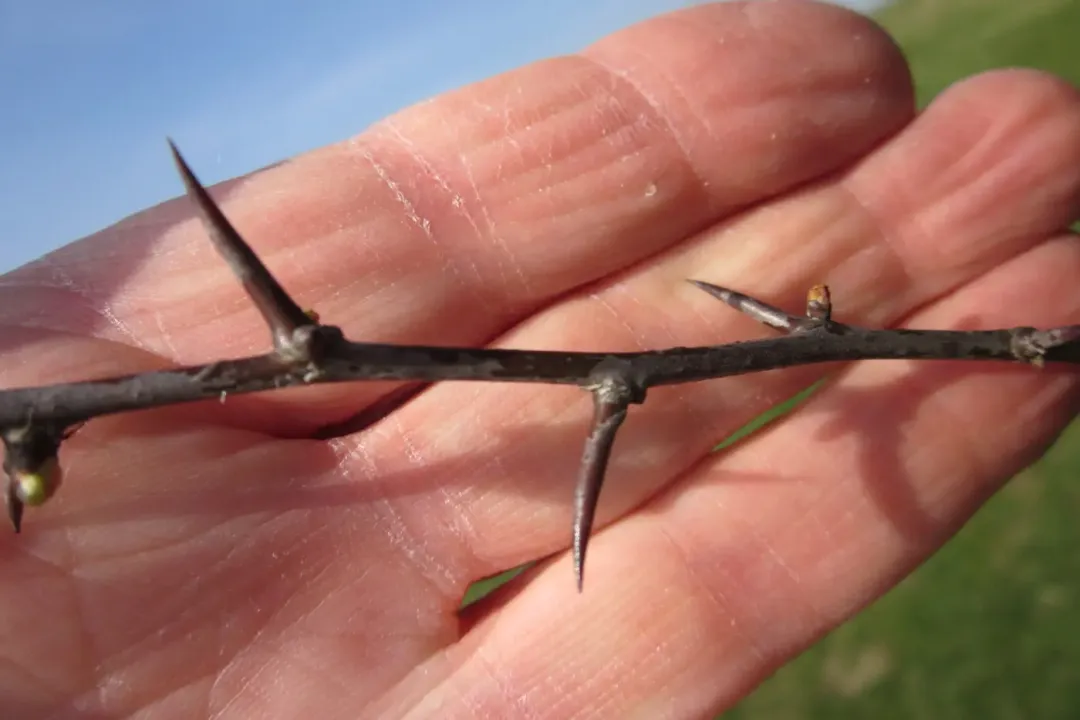 Is it bad to get pricked by a thorn?