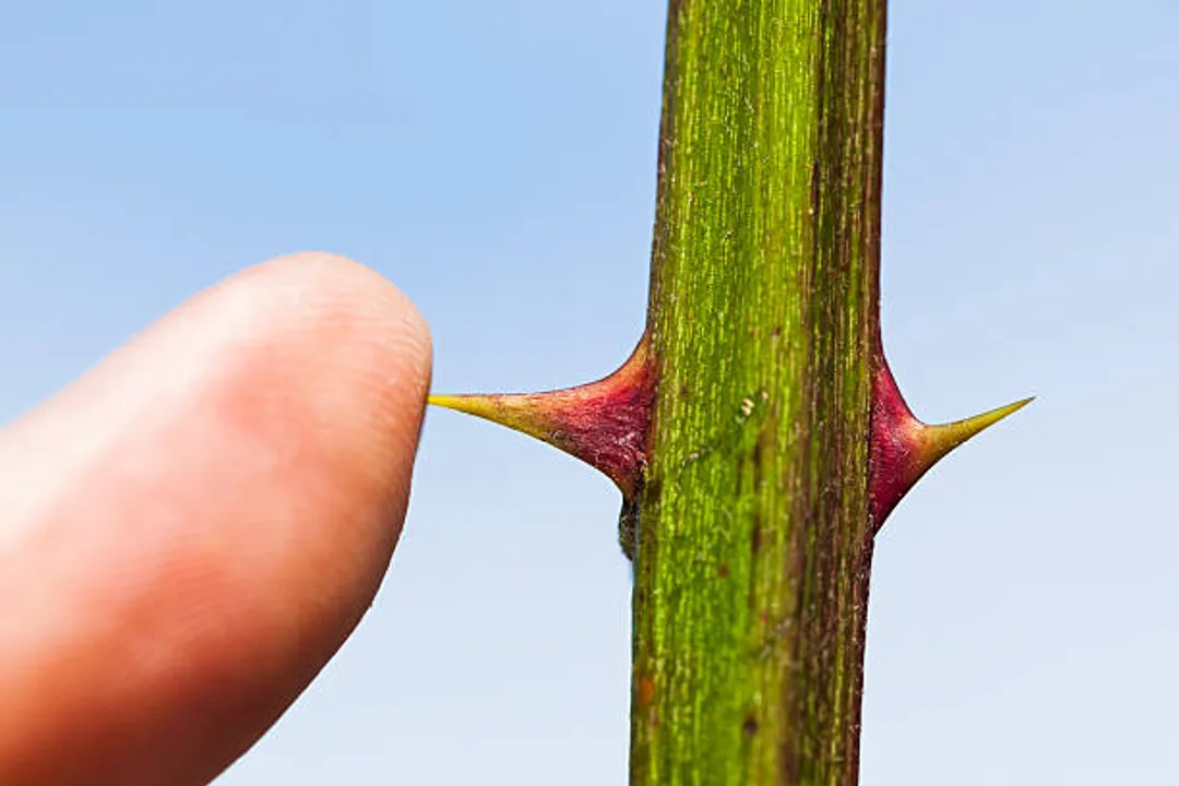 Is it bad to get pricked by a thorn?, Primary Concerns