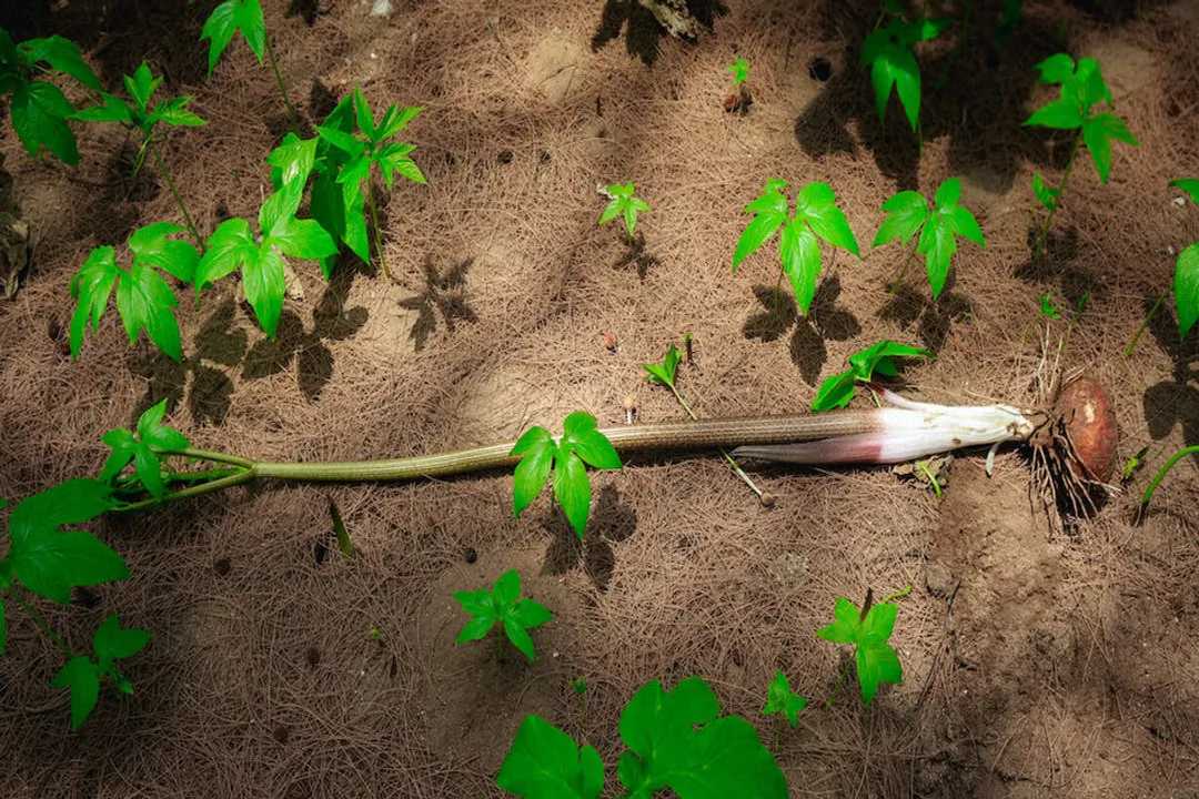 Is konjac anti-inflammatory?, Gut Inflammation Control