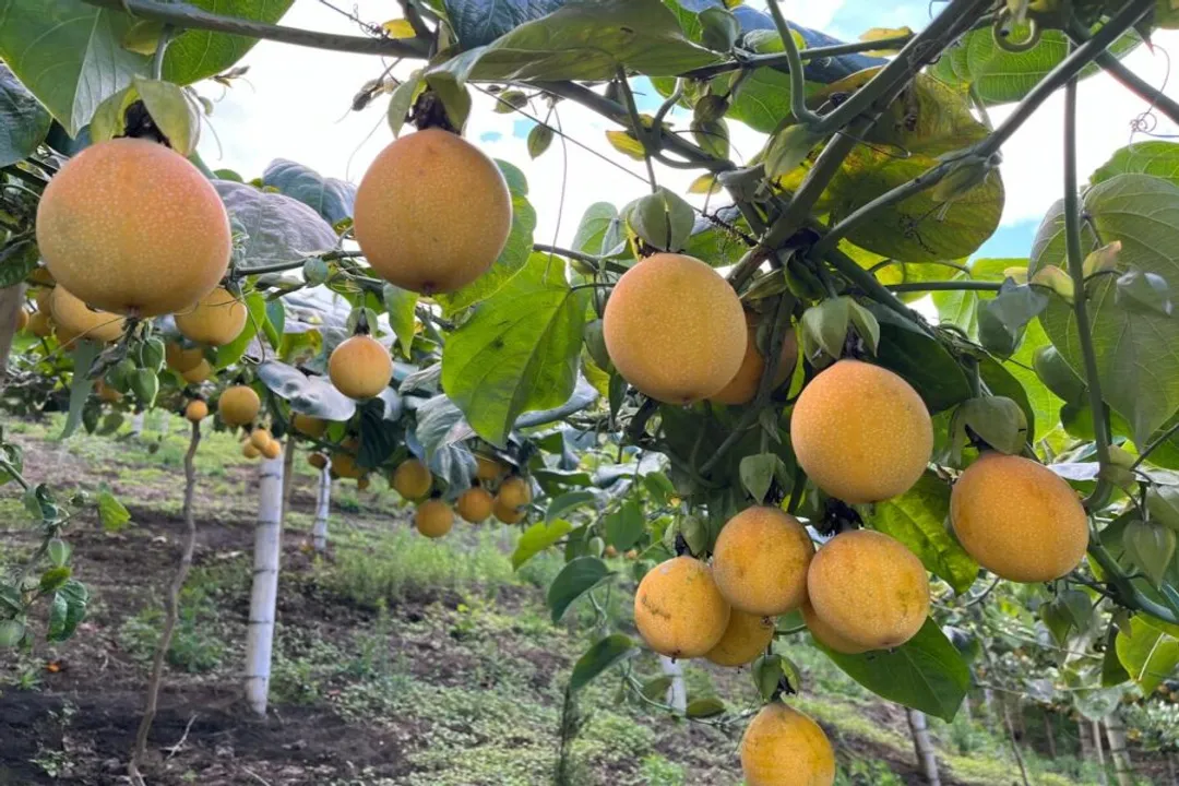 Is mangosteen one of the healthiest fruits?, Anti-Inflammatory Actions