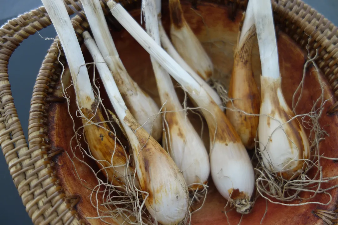 Is onion grass good for anything?