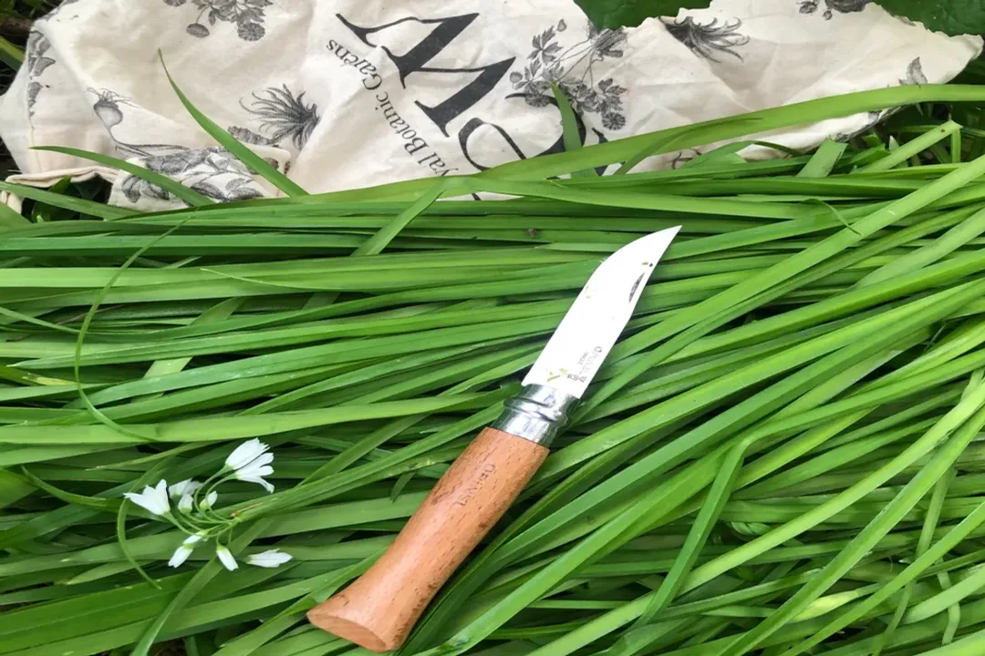 Is onion grass good for anything?, Identification markers