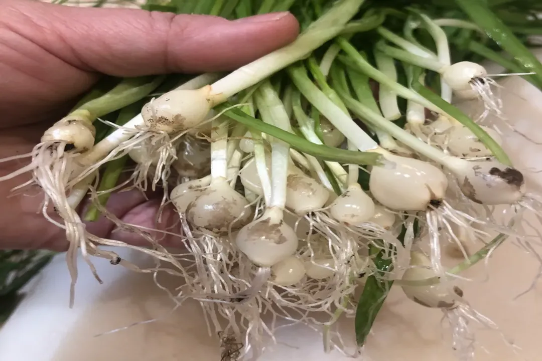 Is onion grass good for anything?, Culinary applications