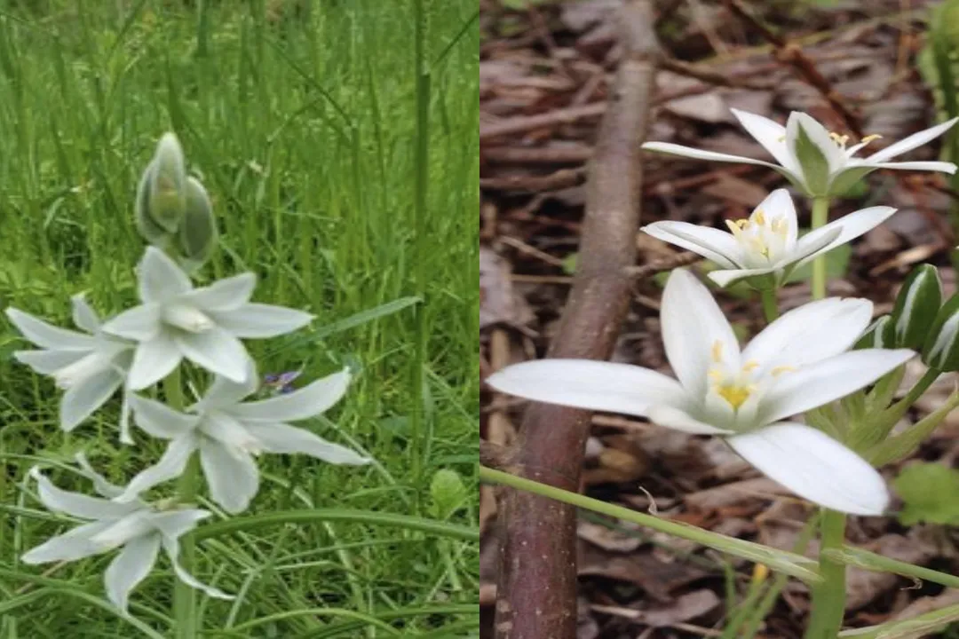 Is Ornithogalum poisonous to humans?