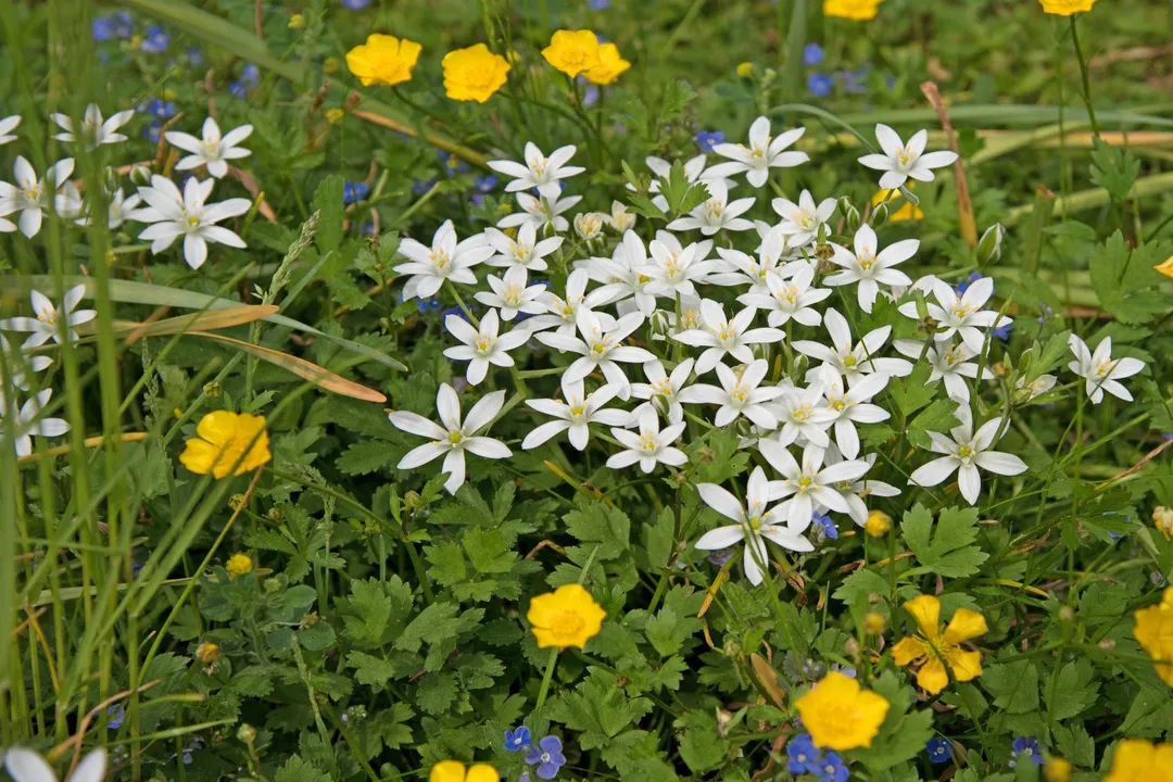 Is Ornithogalum toxic to humans?, Gastrointestinal Effects