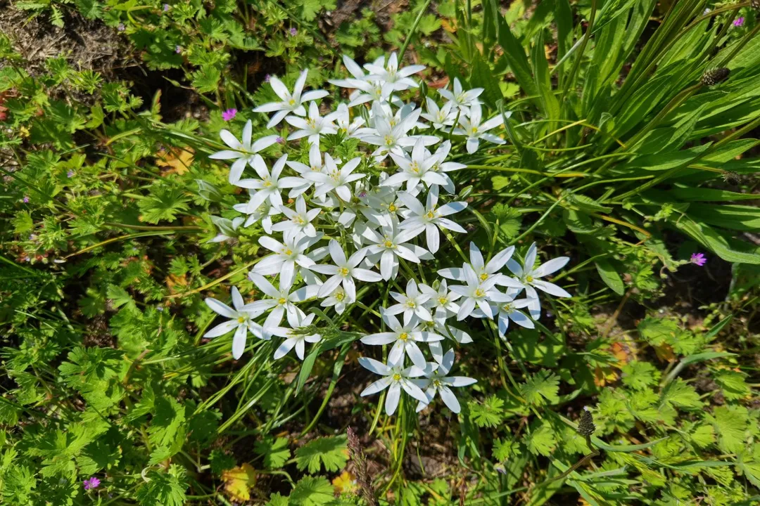 Is Ornithogalum toxic to humans?