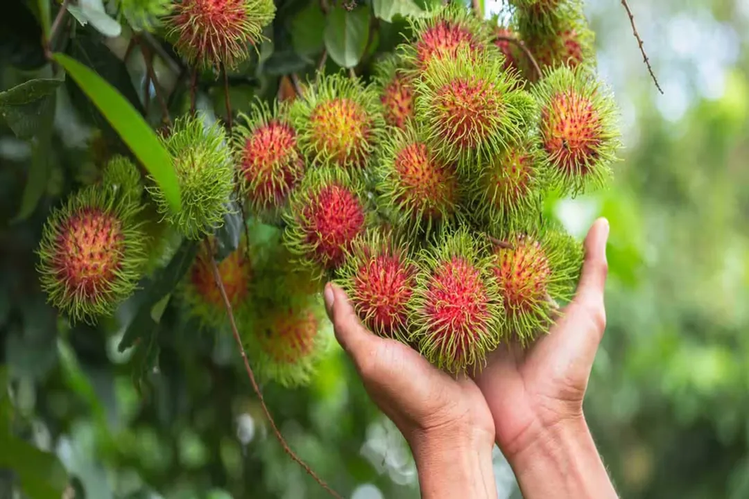 Is rambutan high in uric acid?, Purine Content