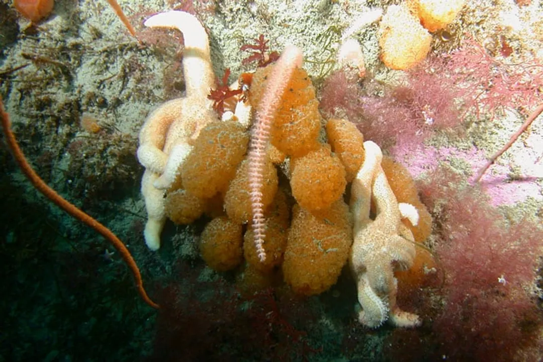 Is sea squirt healthy?, Potential Medical Applications