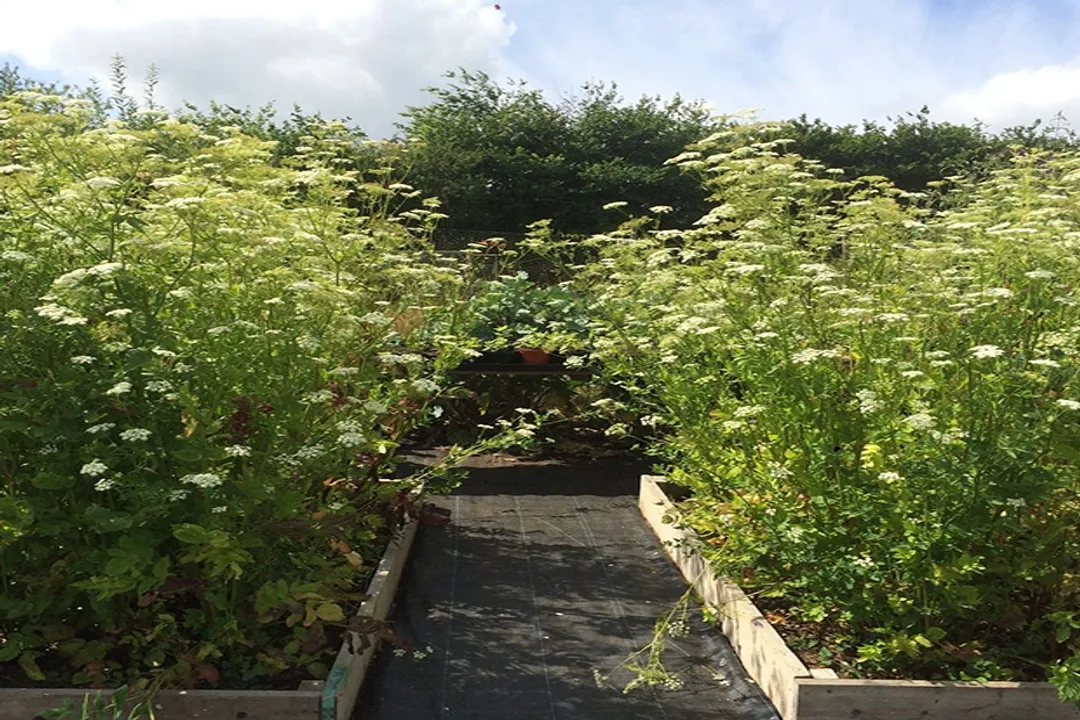 Is skirret good for you?, Cultivation Facts