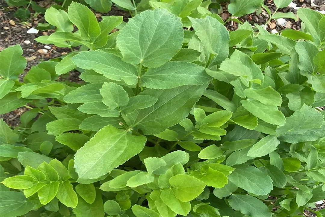 Is skirret good for you?, Eating Skirret