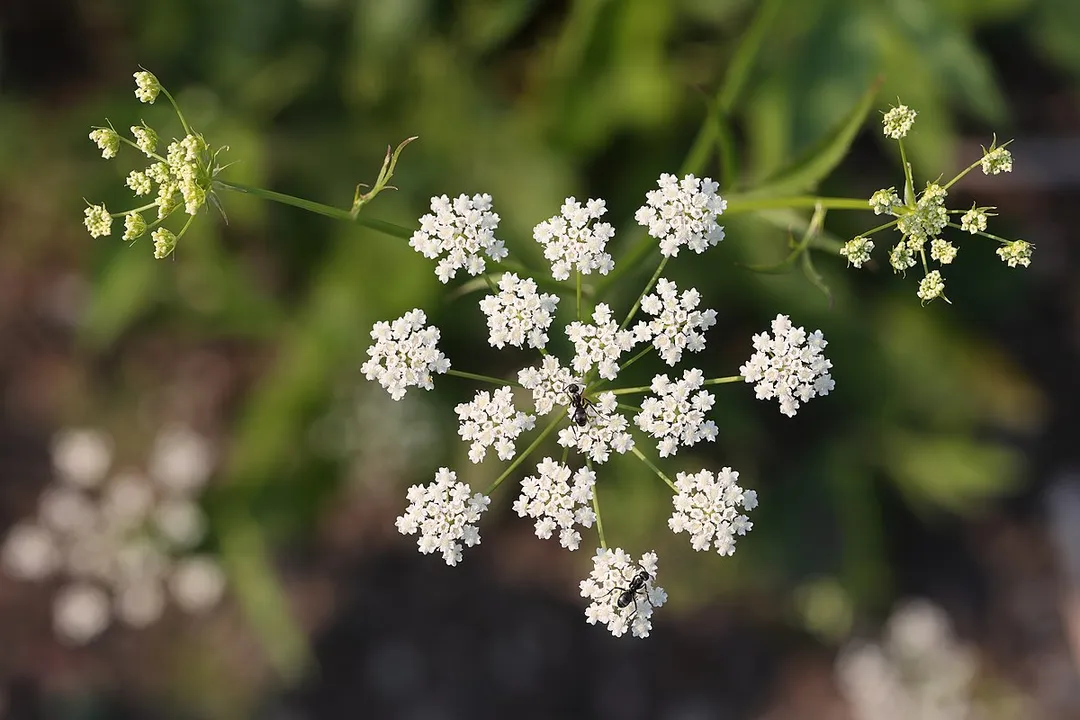 Is skirret good for you?