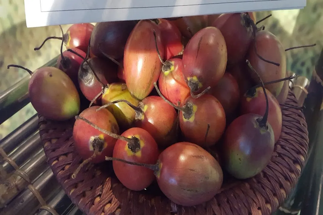 Is tamarillo good for pregnancy?