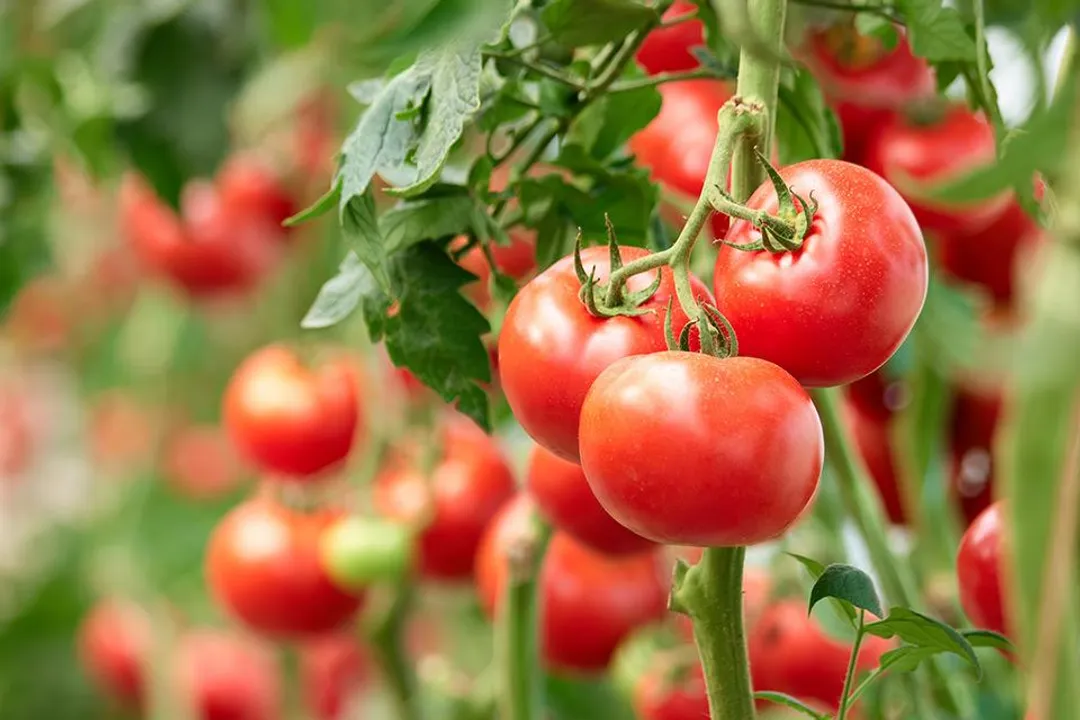 Is tomato healthy or unhealthy?, Health Impacts