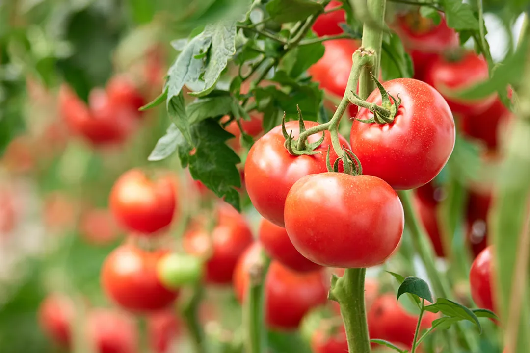 Is tomato healthy or unhealthy?, Nightshade Status
