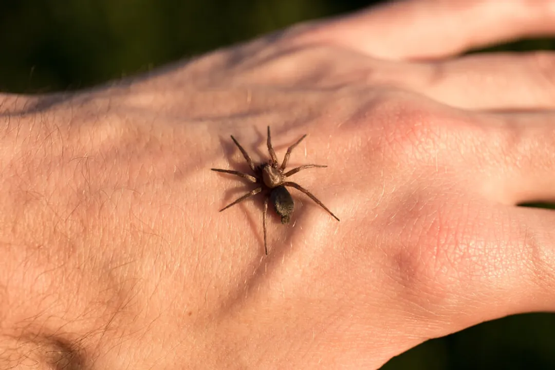 Should I go to the ER for a spider bite?