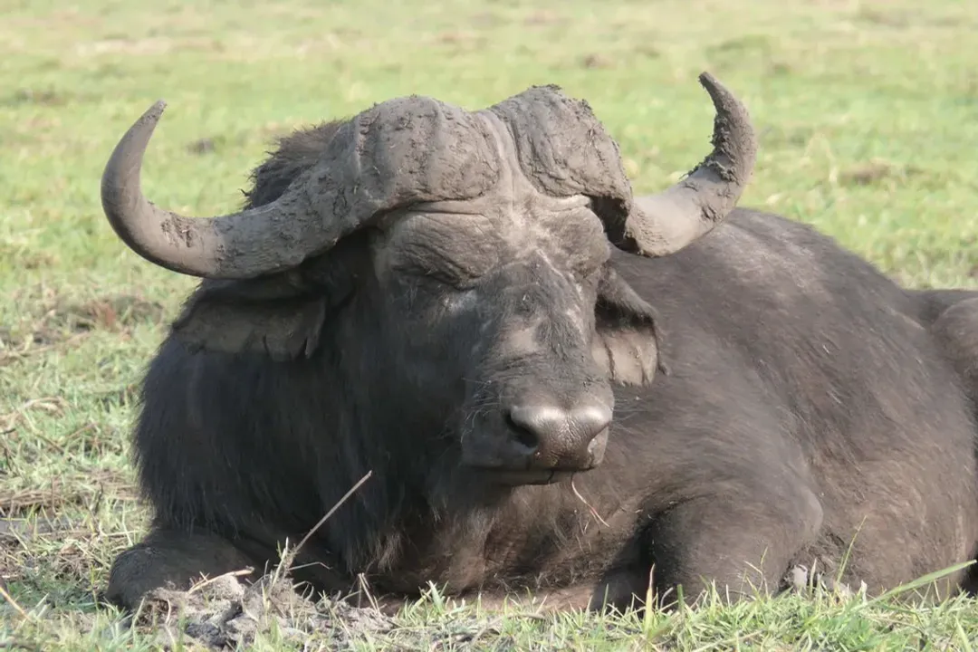 Water Buffalo Evolution