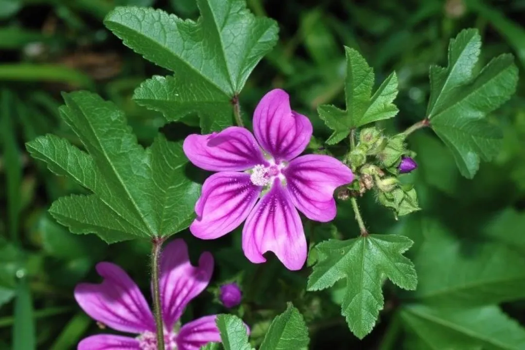 What are the benefits of mallow tea?, Gentle Gelling Agent