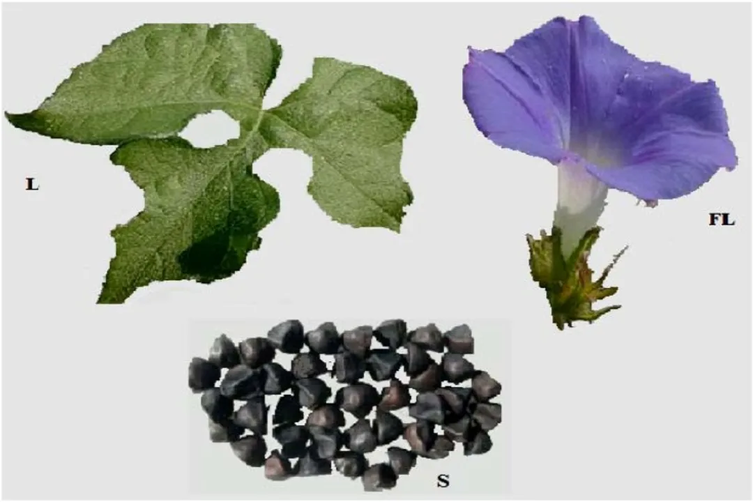 What is the structural role of the thick, fleshy leaves of *Ipomoea pes-caprae*?