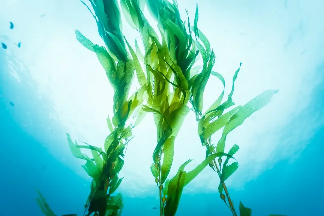 What are the disadvantages of kelp?