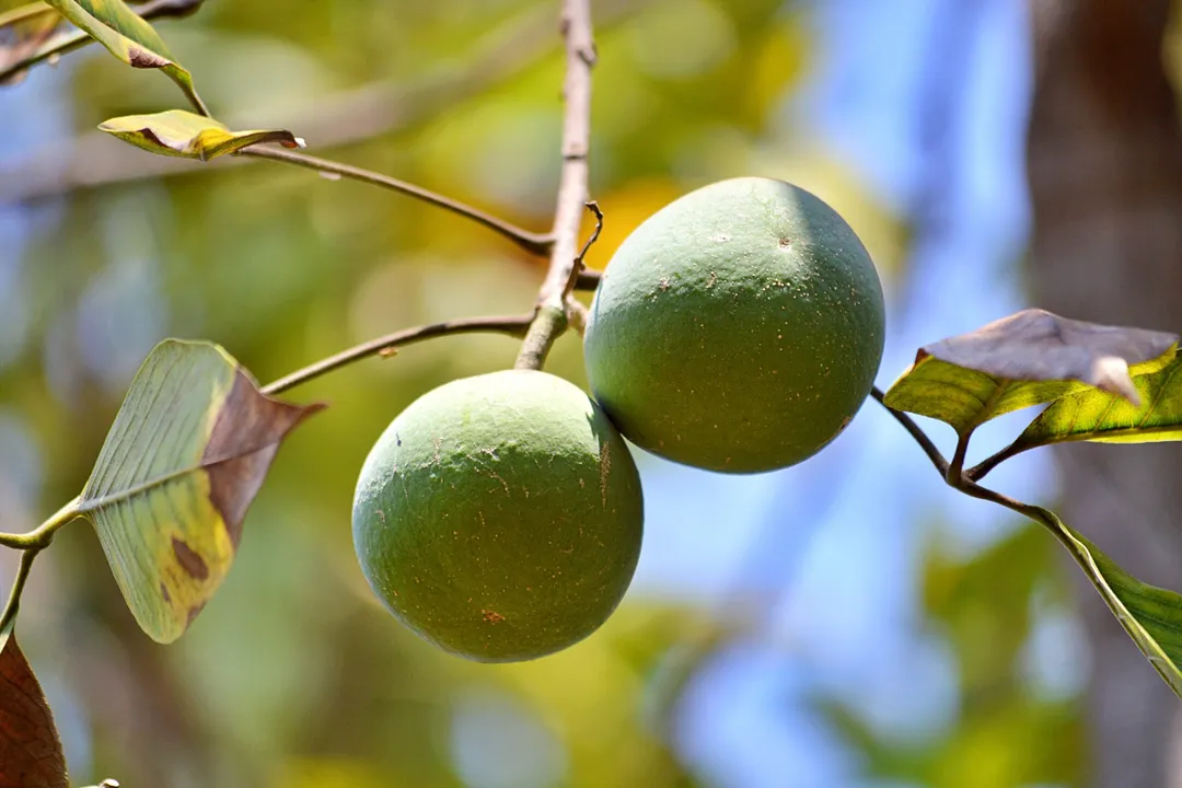 What are the health benefits of the White Sapote or Mexican apple fruit?