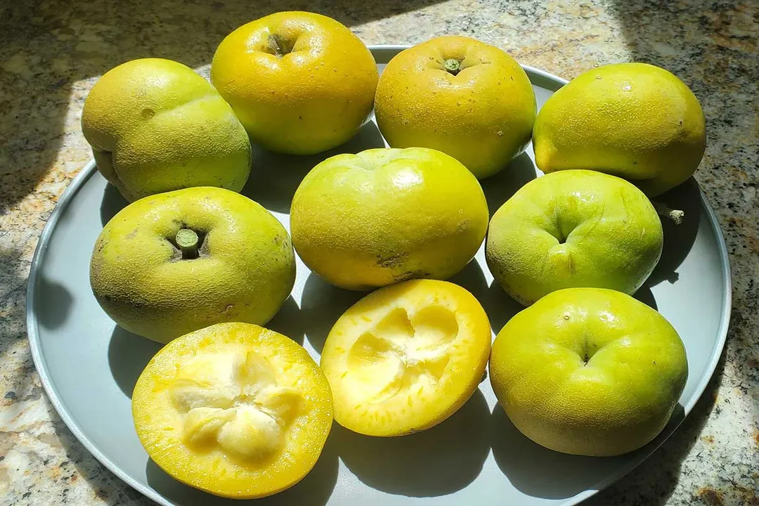 What are the health benefits of the White Sapote or Mexican apple fruit?, Identity Flavor