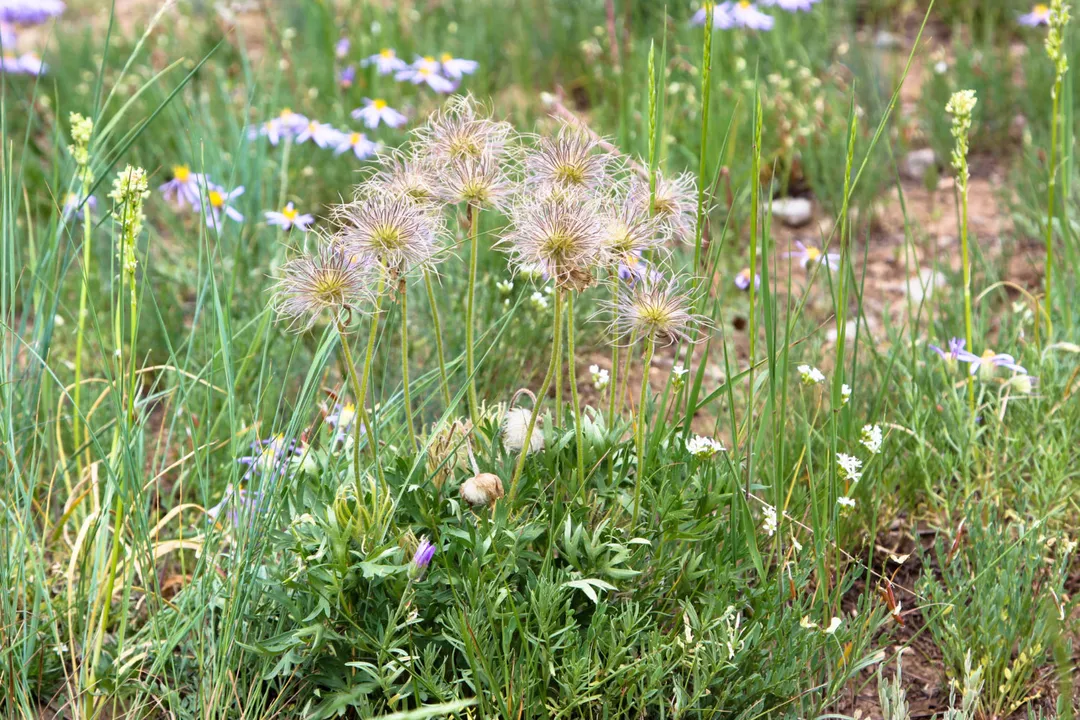 What are the medicinal uses of anemone flowers?, Caution and Context