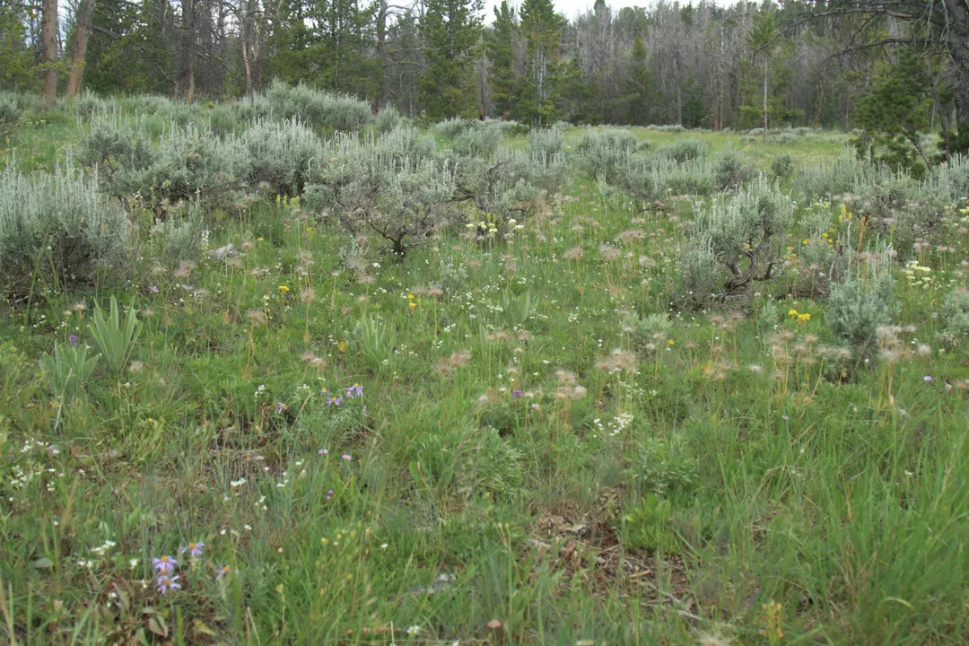 What are the medicinal uses of anemone flowers?