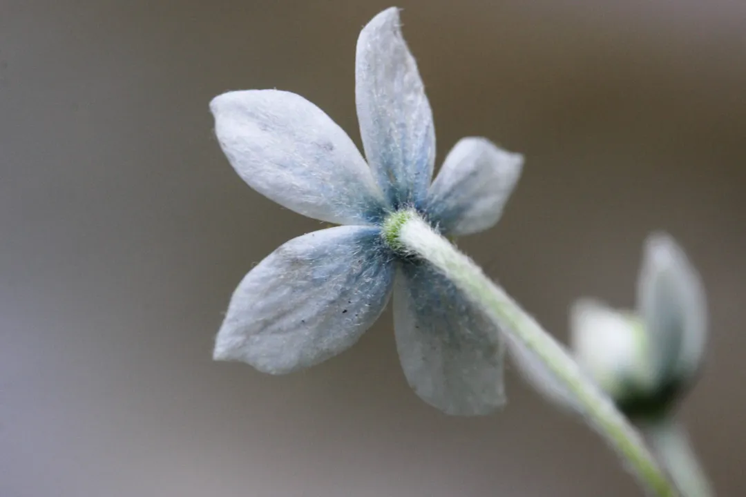 What are the medicinal uses of anemone flowers?, Herbal Roles