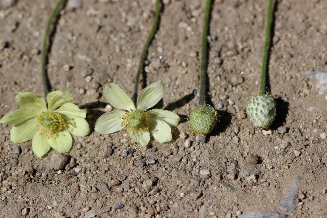 What are the medicinal uses of anemone flowers?, Chemical Constituents