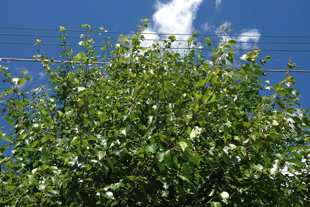 What are the medicinal uses of Crabapples?, Ancient Remedy