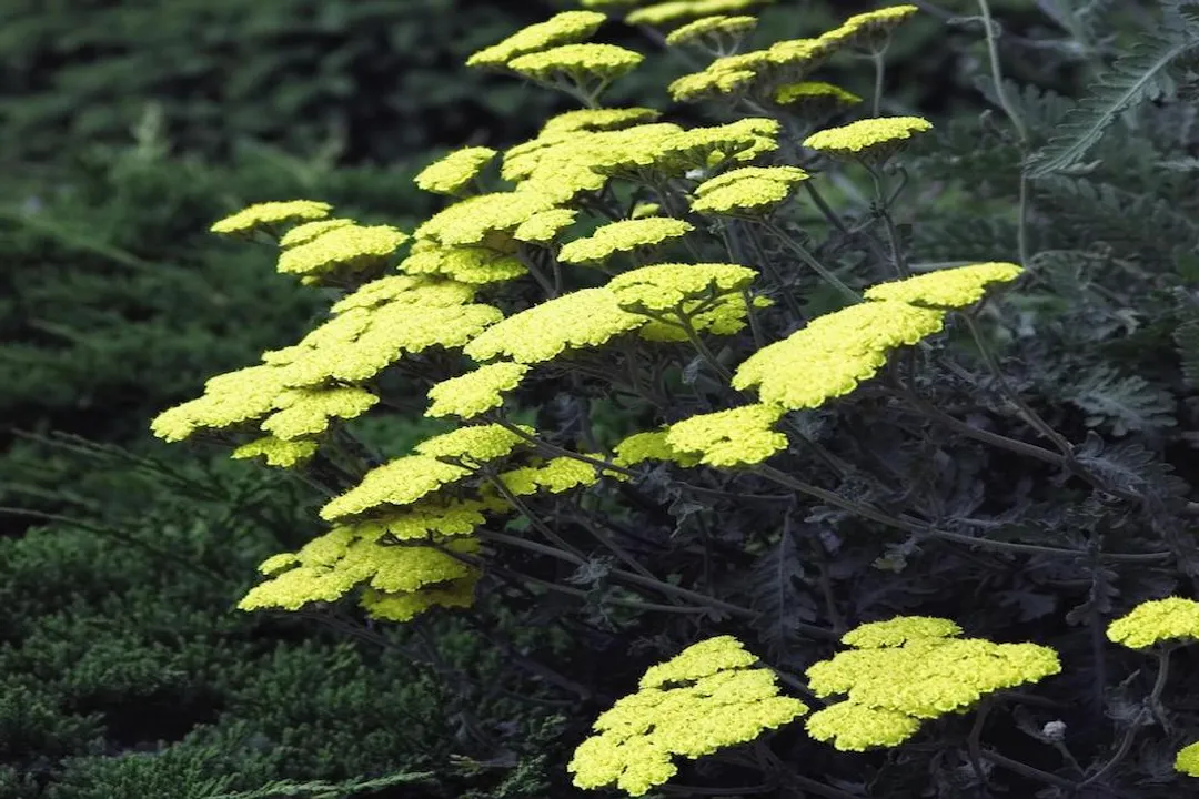 What are the negative side effects of yarrow?, Skin Reactions