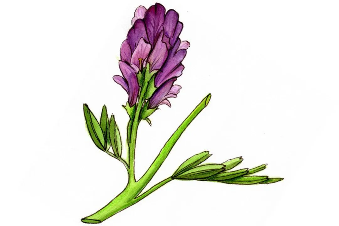 What are the side effects of alfalfa in humans?