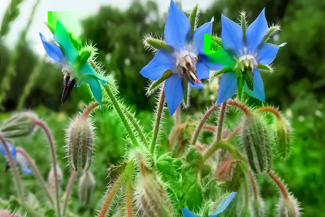 What are the side effects of borage tea?