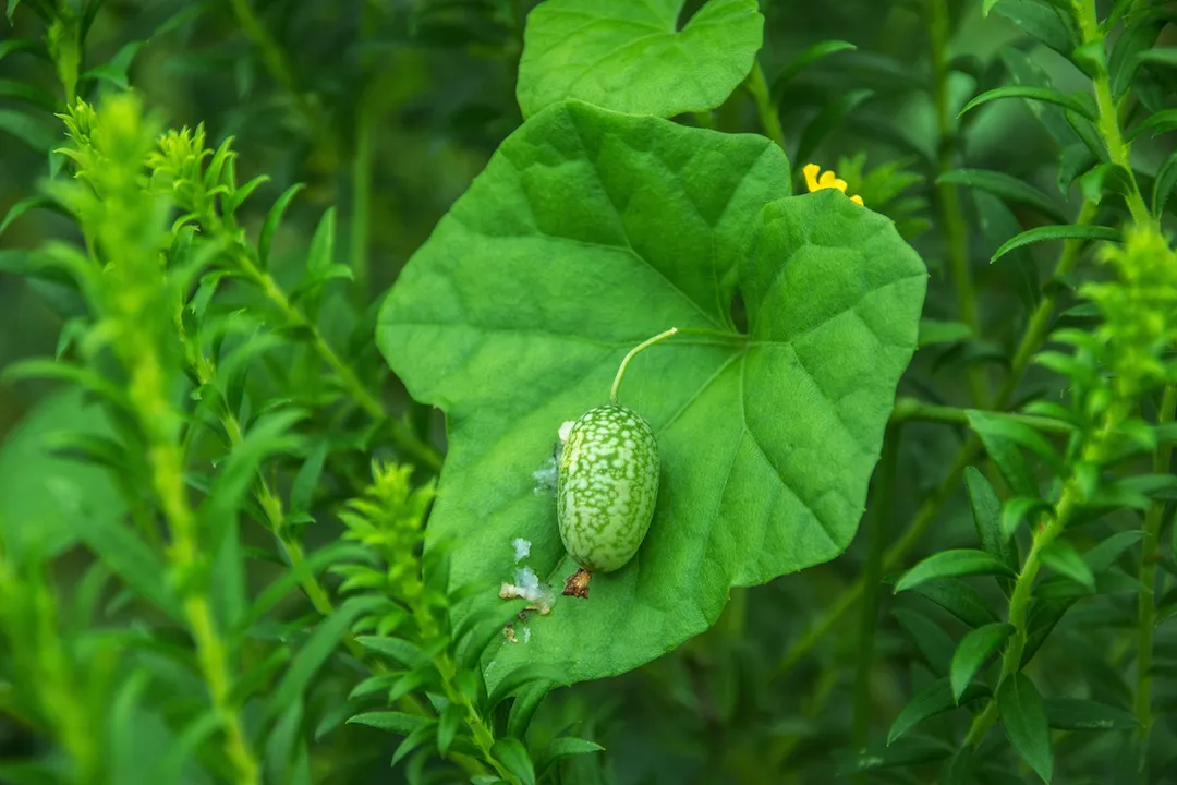 What are the side effects of cucamelon?
