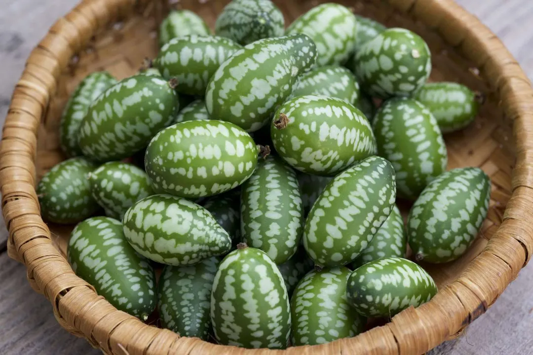 What are the side effects of cucamelon?, Family Concerns