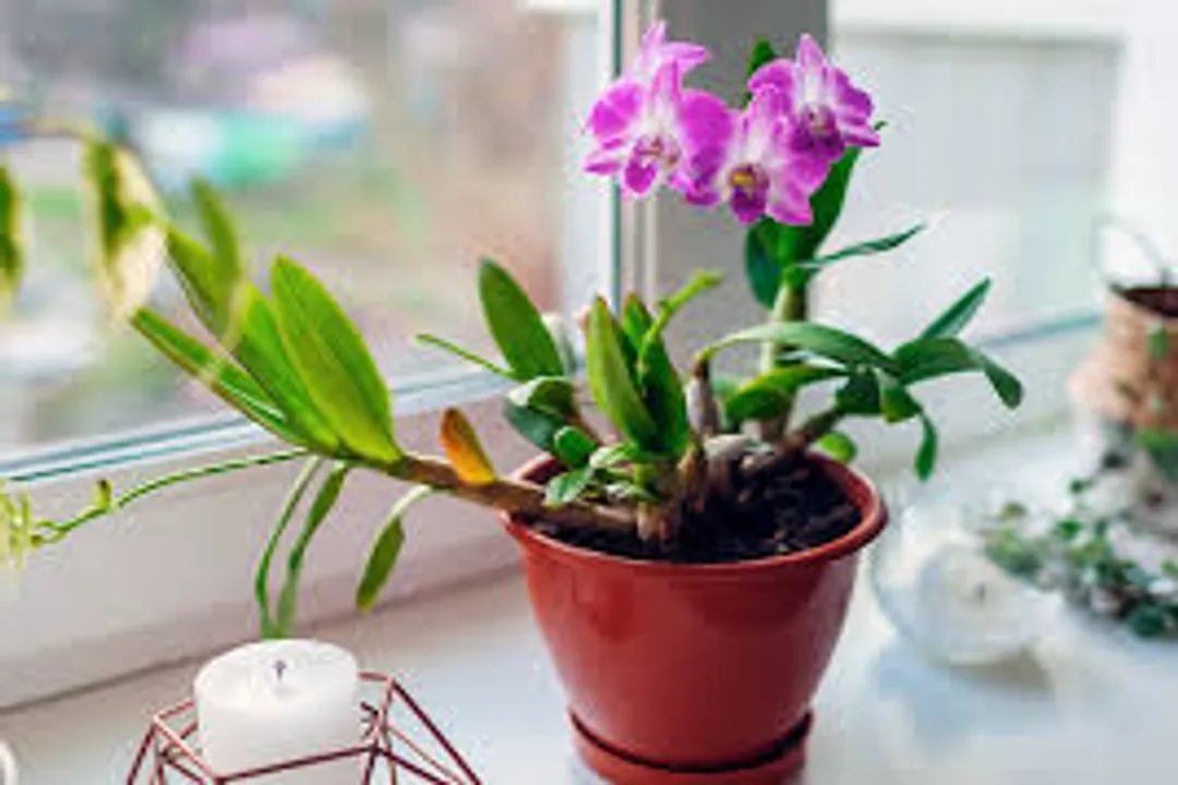 What are the side effects of Dendrobium?