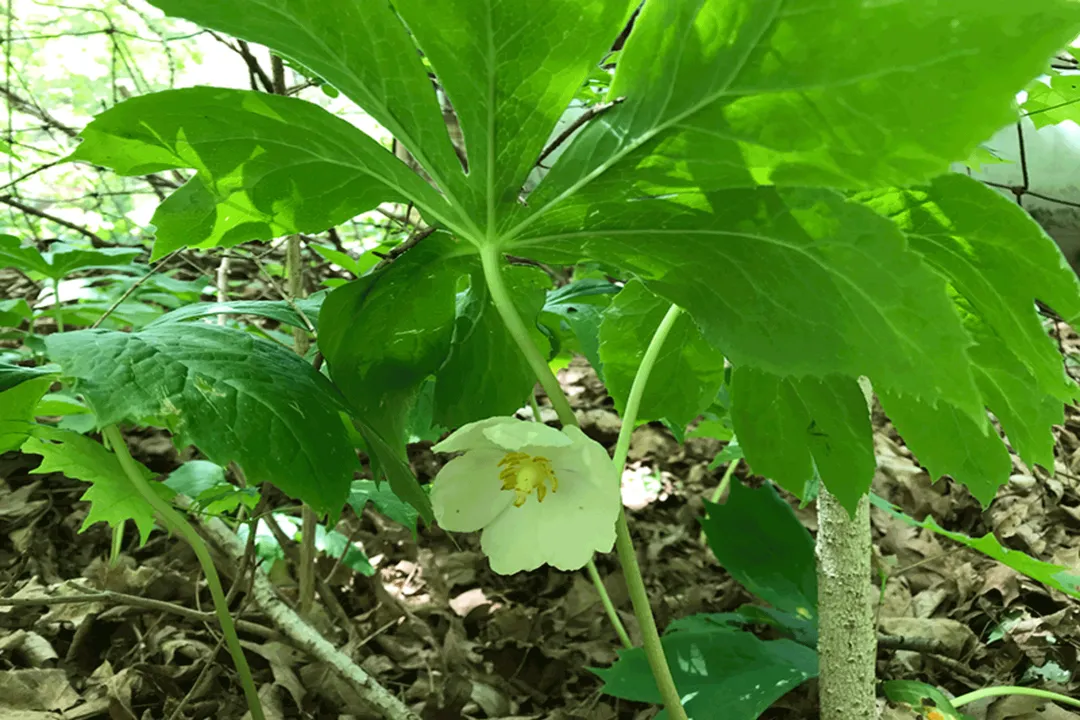 What are the side effects of mayapple?, Plant Toxicity