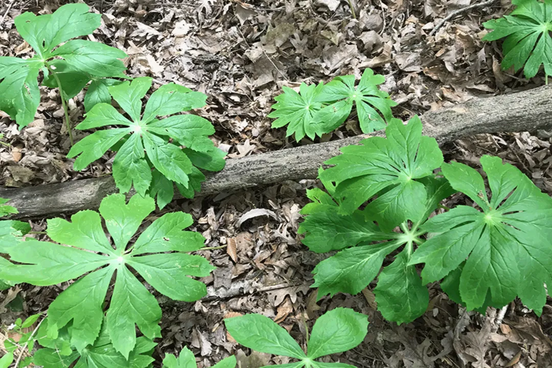 What are the side effects of mayapple?, Part Danger