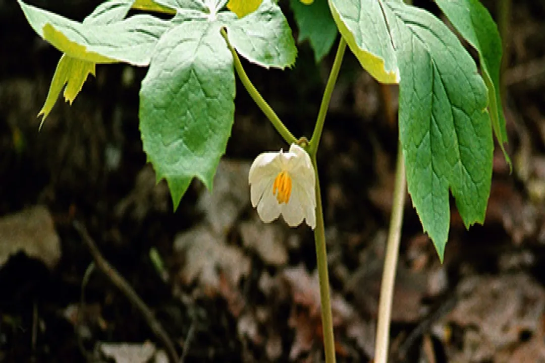 What are the side effects of mayapple?