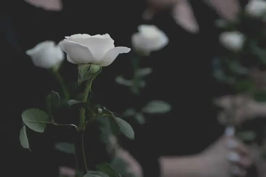 What are the three types of causes of death?