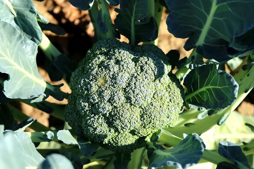 What blocks mineral absorption?