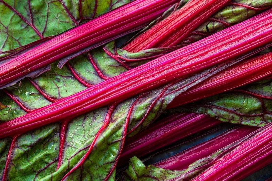 What causes poor cellular health?, Cellular Damage