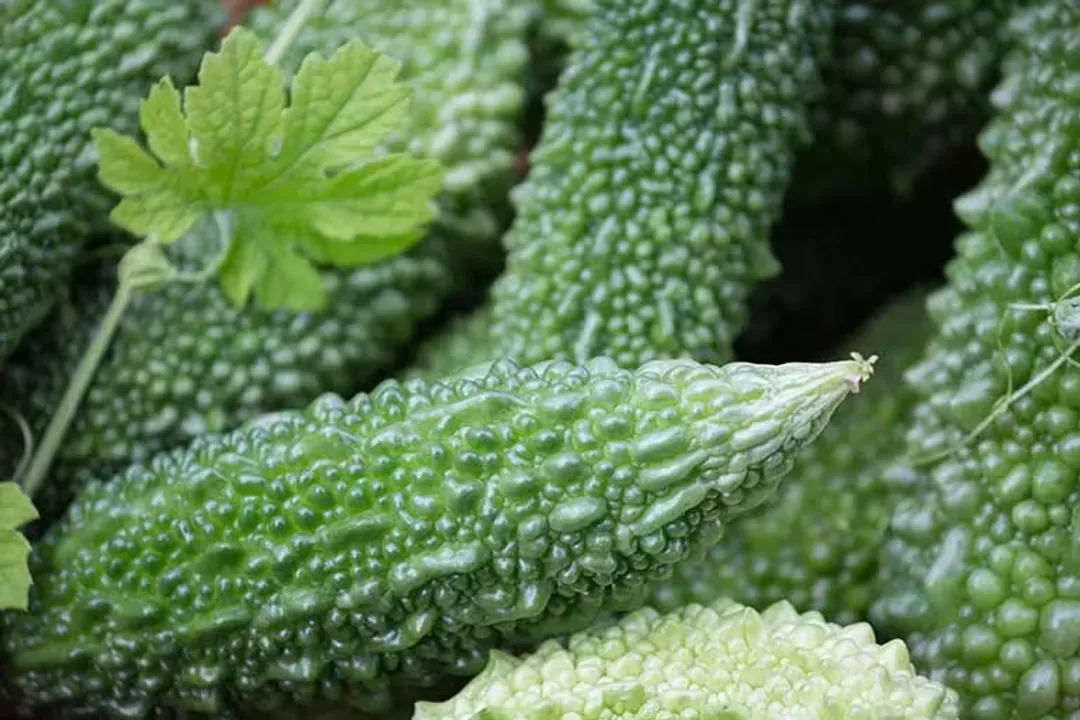 What diseases are cured by bitter melon?