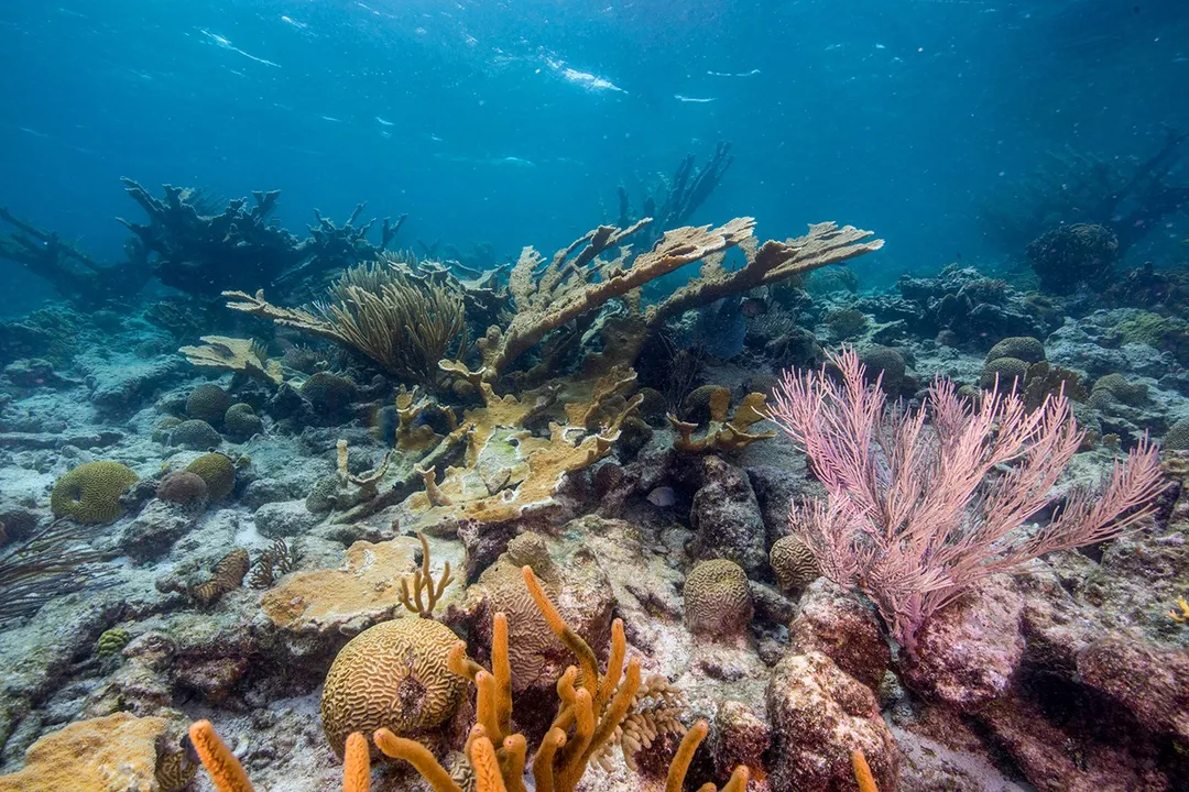 What diseases can coral cure?