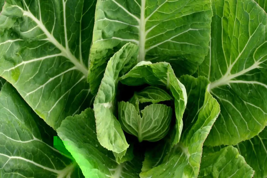 What do collard greens do for your body?